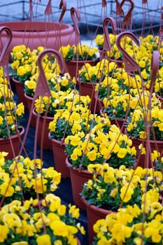 greenhouse yellow violet flowers growing in vases