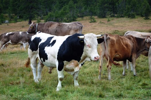 black and white bull cow in a farm