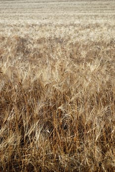 summer golden wheat field closeup, vertical view