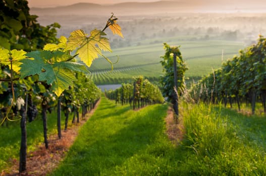 Vines in a vineyard in the morning light