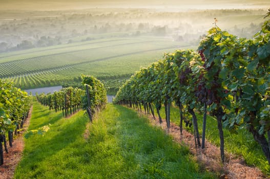 Forest and vineyards in the sunlight of summer