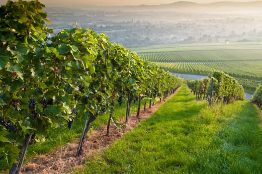 Summer morning in a vineyard in Germany