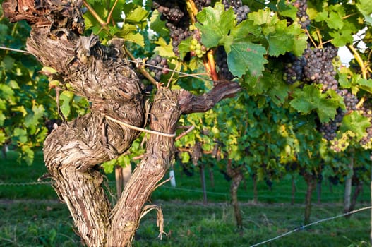 Old vine in a vineyard in Württemberg