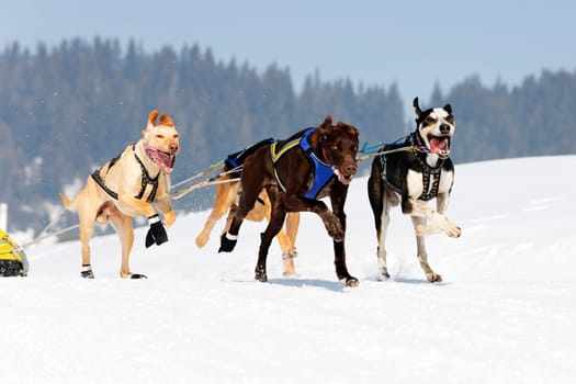 dog race on alpine mountain in winter