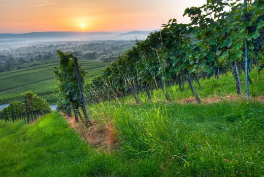 A vineyard in Württemberg with grapes