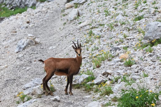 chamois (Rupicapra Carpatica) who goes on a mountain