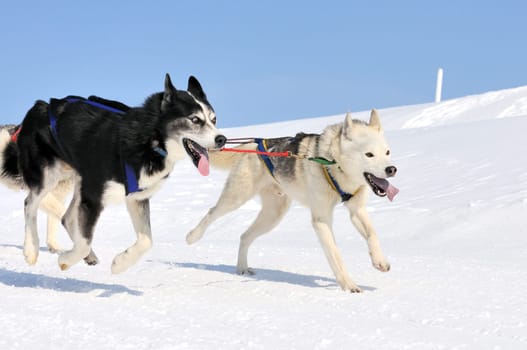 sportive dog team is running in the snow