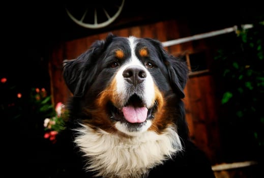Bernese Mountain Dog