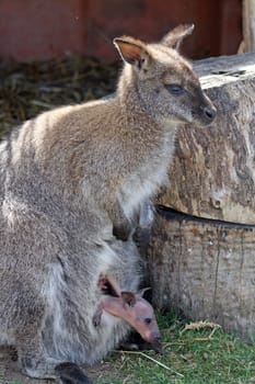 mother and baby wallaby