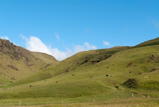 landscape of hills with cows in Iceland