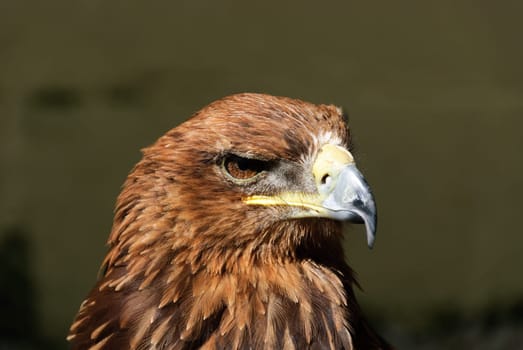 closeup of the head of a golden eagle
