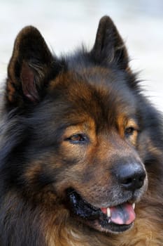 EurasierPortrait