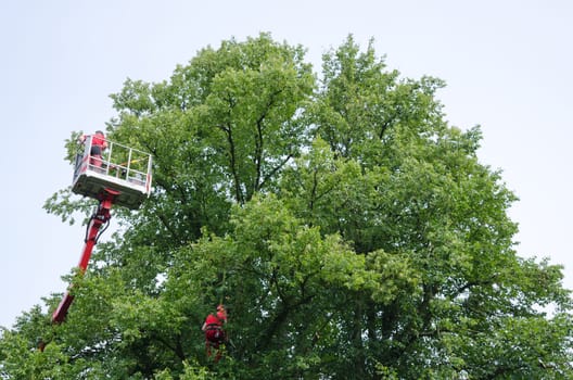 Lumberjacks at work