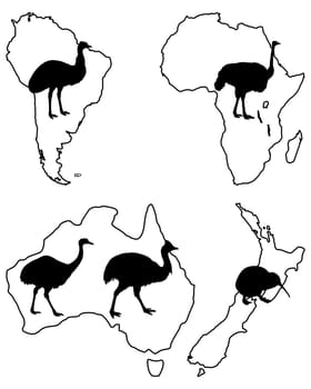 Ratites of the World