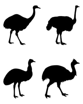 Ratites of the World