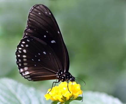 Common Crow