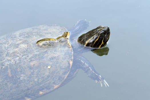 details of a Red Eared Slider Turtle