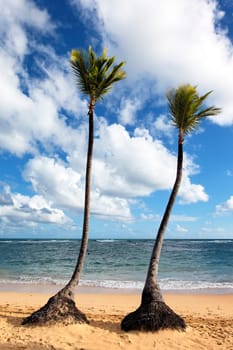 caribbean beach with palm trees and blue sky