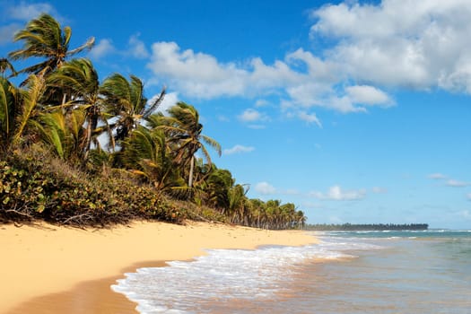 beautiful caribbean beach with palm trees and sky