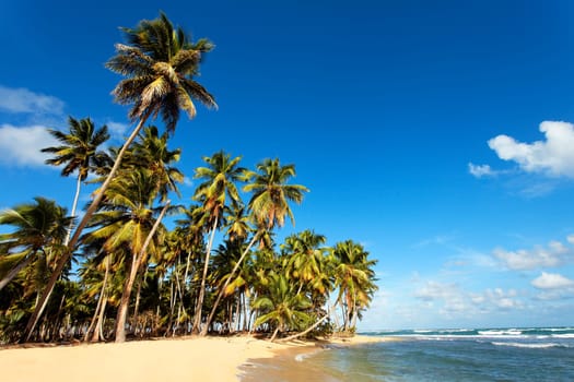 beautiful carabean beach with palm trees and blue sky