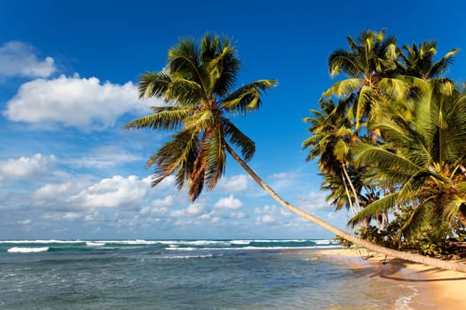 beautiful caribbean beach with palm trees and blue sky