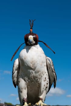 hawk resting with falcon cap