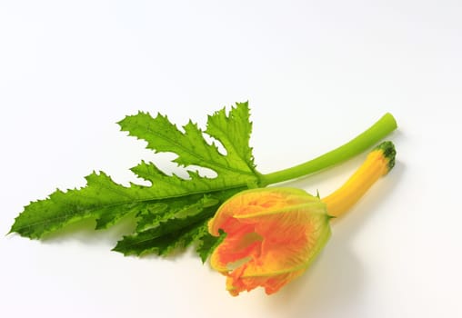 Zucchini with flower and leaf,cut out