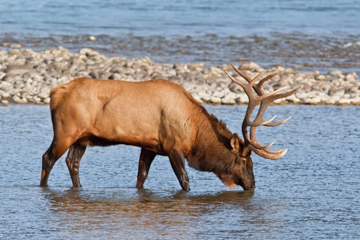 Bull elk, cervus canadensis in Athabasca River, Jasper National Park, Alberta, Canada