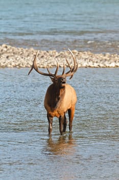 Bugling bull elk, cervus canadensis, in Athabasca River, Jasper National Park, Alberta, Canada
