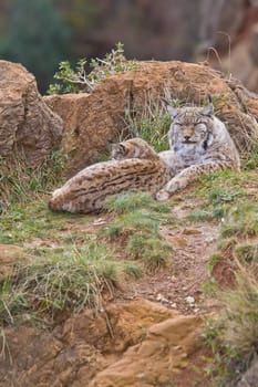 Two eurasian lynxes in a wild life park
