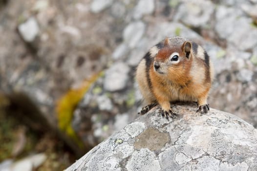 Golden-mantled ground squirrel, spermophilus lateralis, Jasper National Park, Alberta, Canada