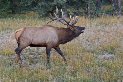 Bugling bull elk, cervus canadensis, in Jasper National Park, Alberta, Canada