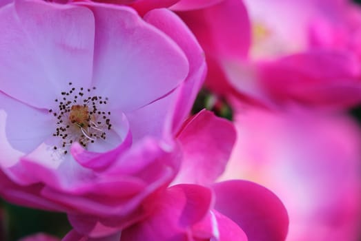 tea rose