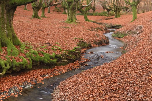 The falling leaves colors the autumn season in the forest. Otzarreta, Bizkaia, Spain