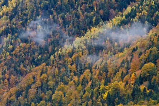 The autumn colors in the national park, Valle de Aran, Spain