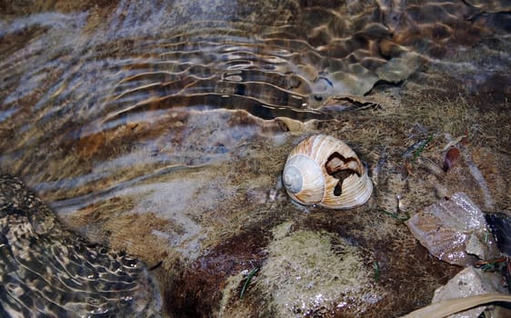 A lonely snail shell in the water
