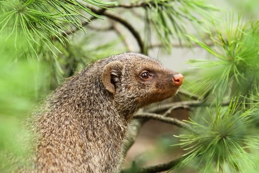 Zebra mongoose
