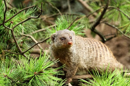 Zebra mongoose