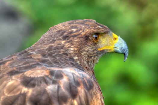 Desert Buzzard