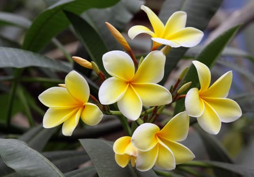 Frangipani flowers