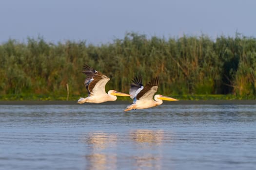 pelicans in flight in Danube Delta, Romania