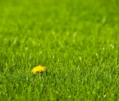 Single dandelion in the lawn