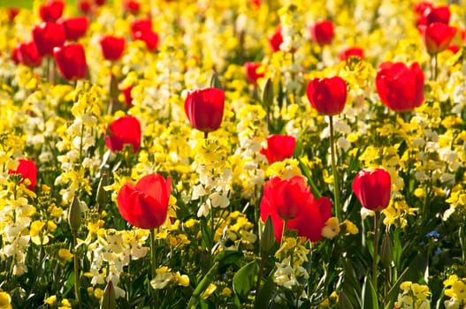 Red tulips and yellow flowers in spring