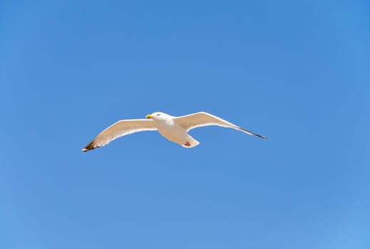 A seagull flying, blue sky background