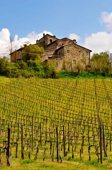 Old Tuscan house and vineyard in spring, Italy