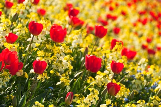 Red tulips and yellow flowers in spring
