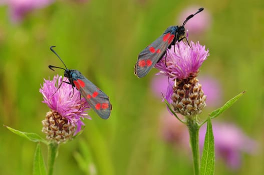 Insect Butterfly