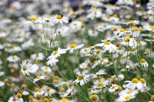 Chamomile flowers popular with humans and animals because of their healing properties