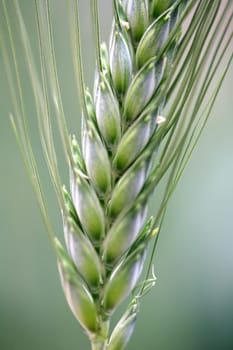 Field of green wheat background