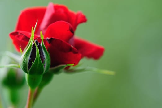 rose without hip without rosehip